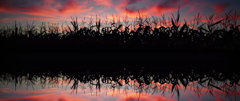Dive Into Nature – CAPE – still 5