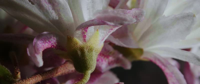 Dive Into Nature – CAPE – still 3